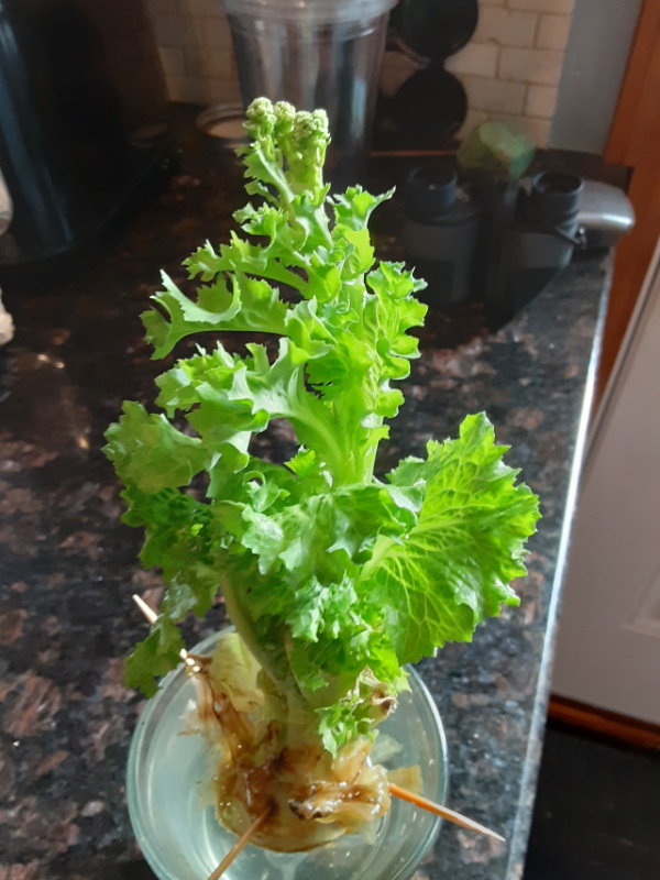lettuce growning in water
